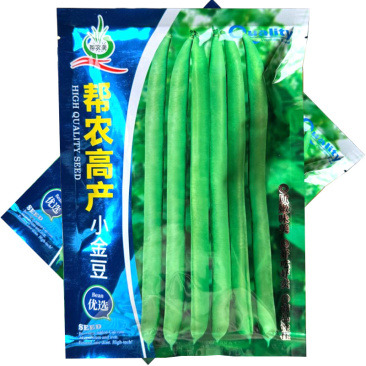帮农高产小金豆种子早熟扁圆形四季豆种籽豆荚炒食糯性好基地
