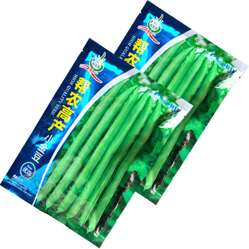 帮农高产小金豆种子早熟扁圆形四季豆种籽豆荚炒食糯性好基地