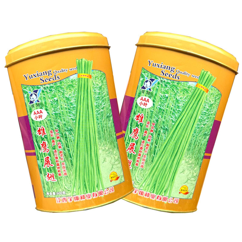 雄鹰展翅小叶豇豆种子早中熟抗病耐老化翠荚豆角种子采收期长