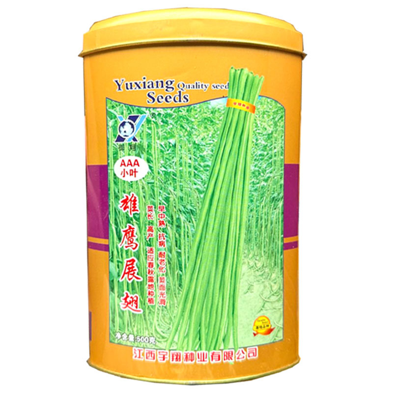 雄鹰展翅小叶豇豆种子早中熟抗病耐老化翠荚豆角种子采收期长