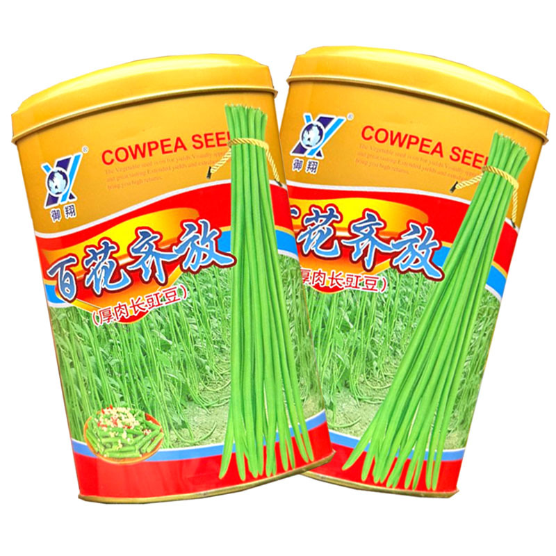 百花齐放厚肉长豇豆种子早熟抗病持续结荚强翠绿荚豆角种籽