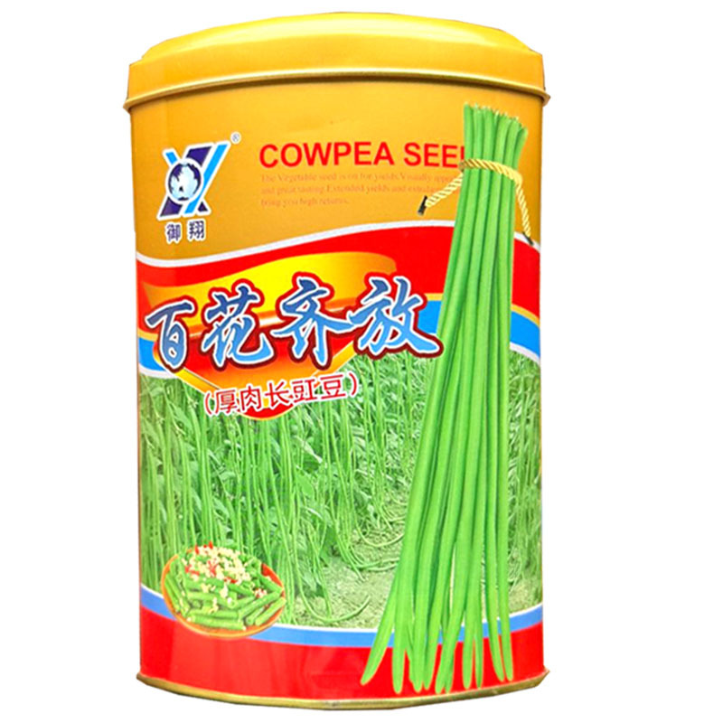 百花齐放厚肉长豇豆种子早熟抗病持续结荚强翠绿荚豆角种籽