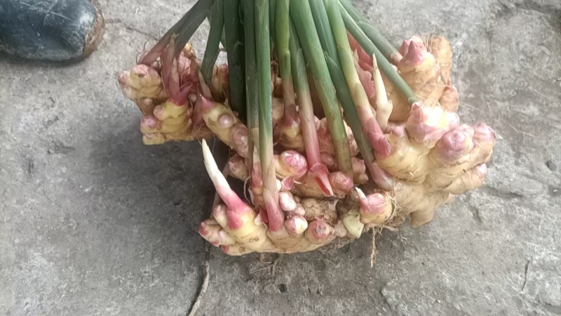 云南小黄姜湖南2号/优质姜大量上市/量大价优/欢迎咨询