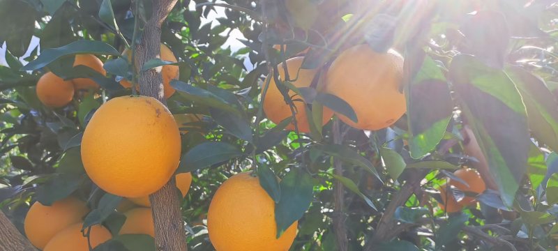 【热卖】优质赣南脐橙大量上市百亩基地承接电商一件代发