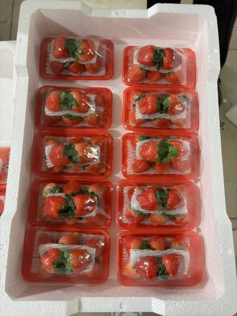 江苏徐州草莓上市对接全国市场商超社区团购来电价优