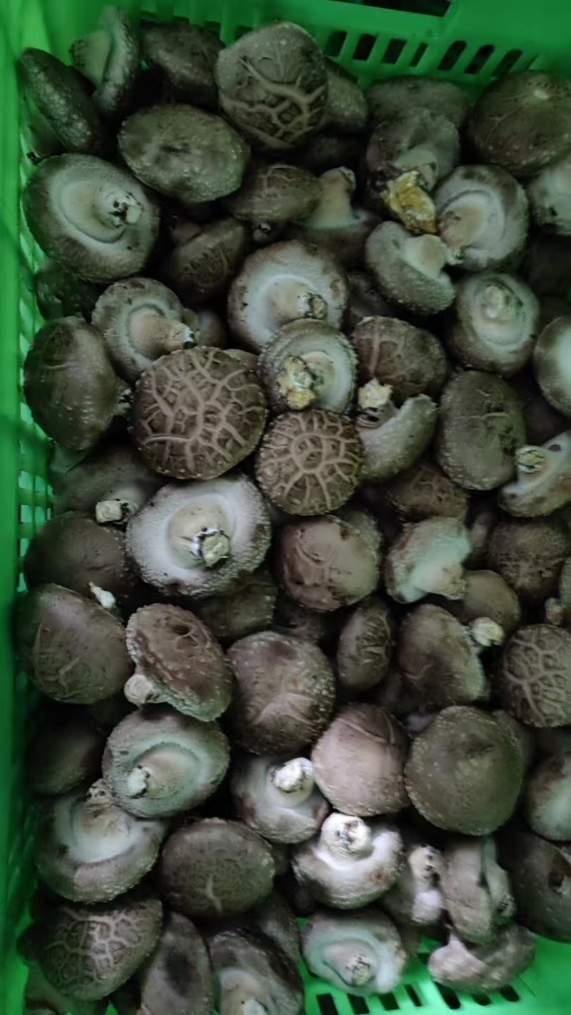 精品香菇大量供应对接市场商超电商社区团购欢迎来电