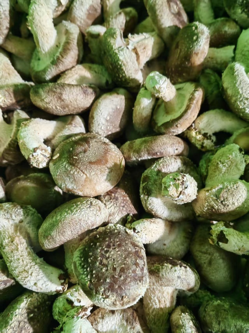 精品香菇大量供应对接全国市场商超加工厂欢迎来到详谈