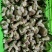 精品香菇大量供应对接全国市场商超加工厂欢迎来到详谈