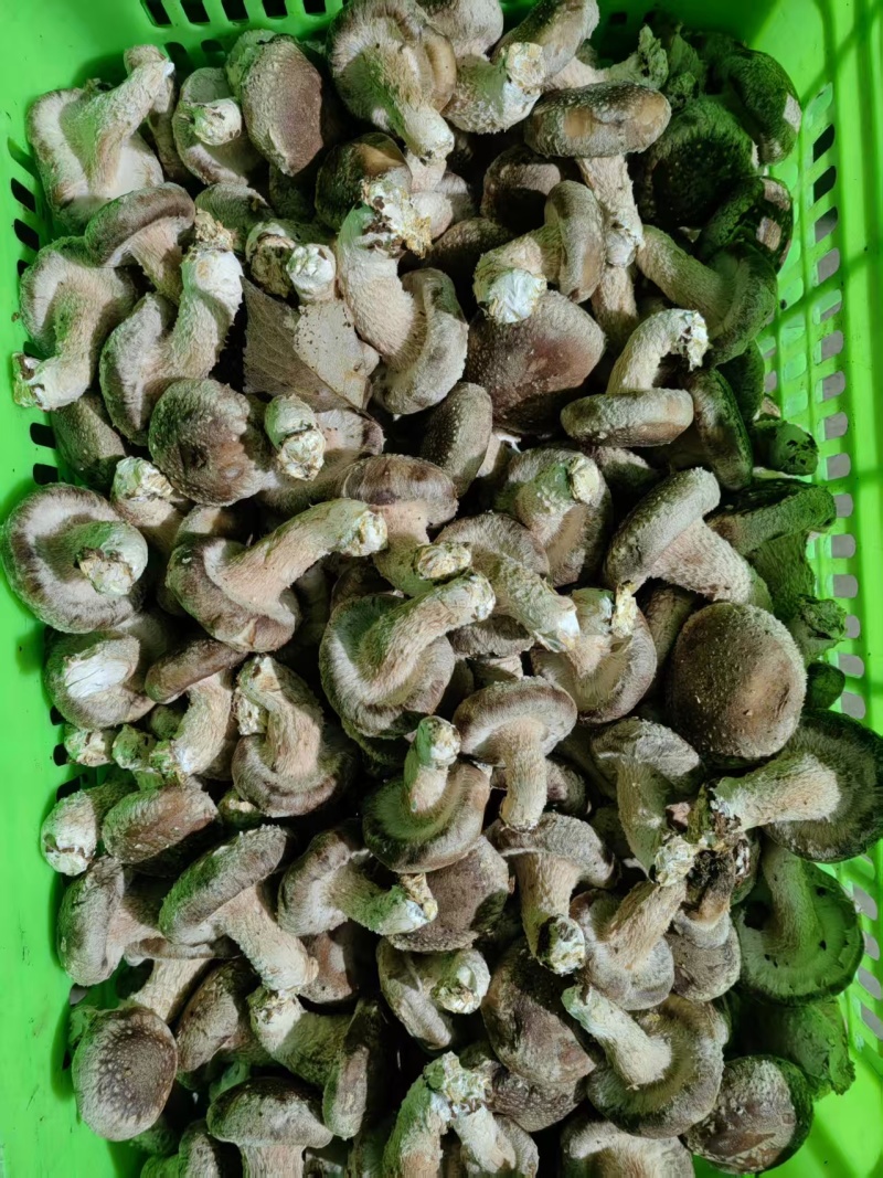 精品香菇大量供应对接全国市场商超加工厂欢迎来到详谈