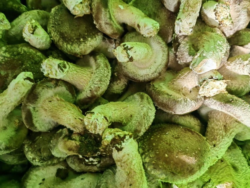 精品香菇大量供应对接全国市场商超加工厂欢迎来到详谈