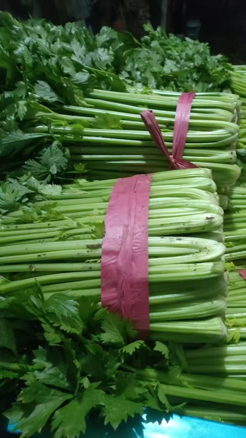 芹菜【西芹】对接市场，商超，档口诚信经营，客户至上！