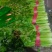 芹菜【西芹】对接市场，商超，档口诚信经营，客户至上！