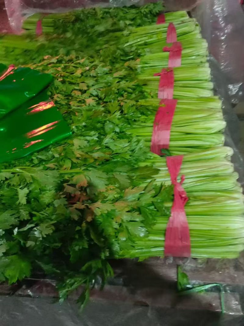 芹菜【西芹】对接市场，商超，档口诚信经营，客户至上！