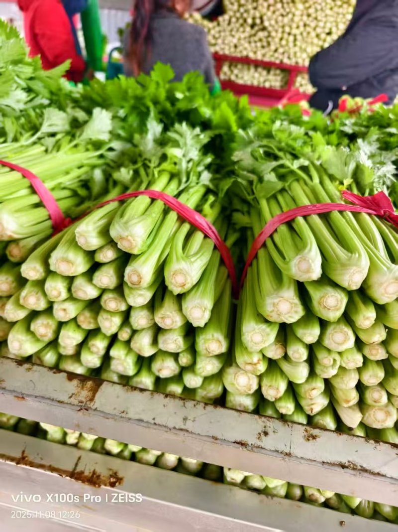 芹菜【西芹】对接市场，商超，档口诚信经营，客户至上！
