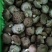 精品鲜香菇大量供应现采现发品质上乘欢迎来电洽谈价更优