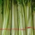香芹【优质芹菜规格齐全】支持视频看货，可发往全国市场！