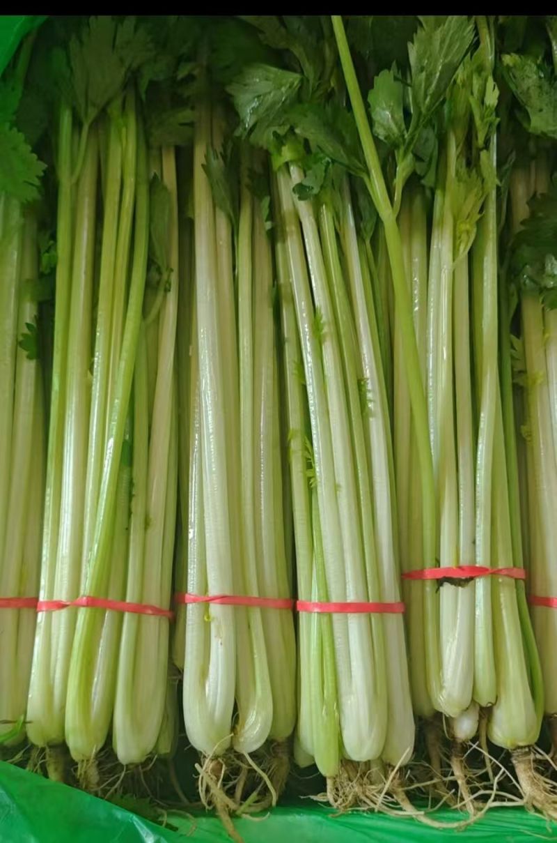 香芹【优质芹菜规格齐全】支持视频看货，可发往全国市场！