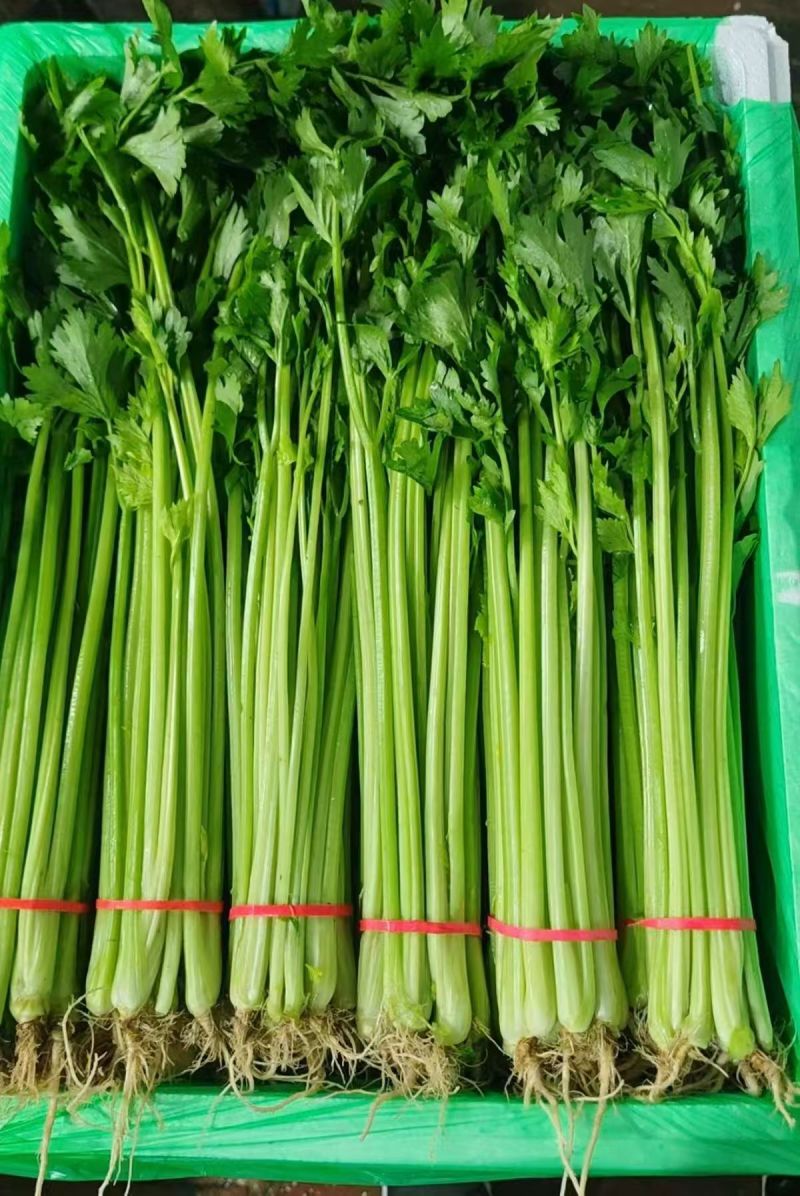 香芹【优质芹菜规格齐全】支持视频看货，可发往全国市场！