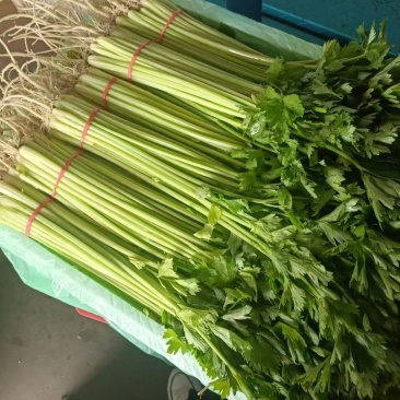 香芹【优质芹菜规格齐全】支持视频看货，可发往全国市场！