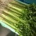 香芹【优质芹菜规格齐全】支持视频看货，可发往全国市场！