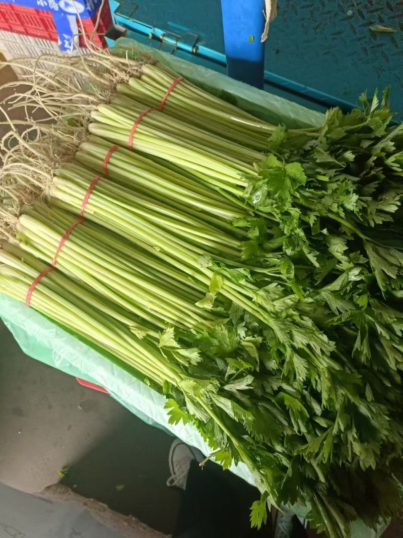 香芹【优质芹菜规格齐全】支持视频看货，可发往全国市场！