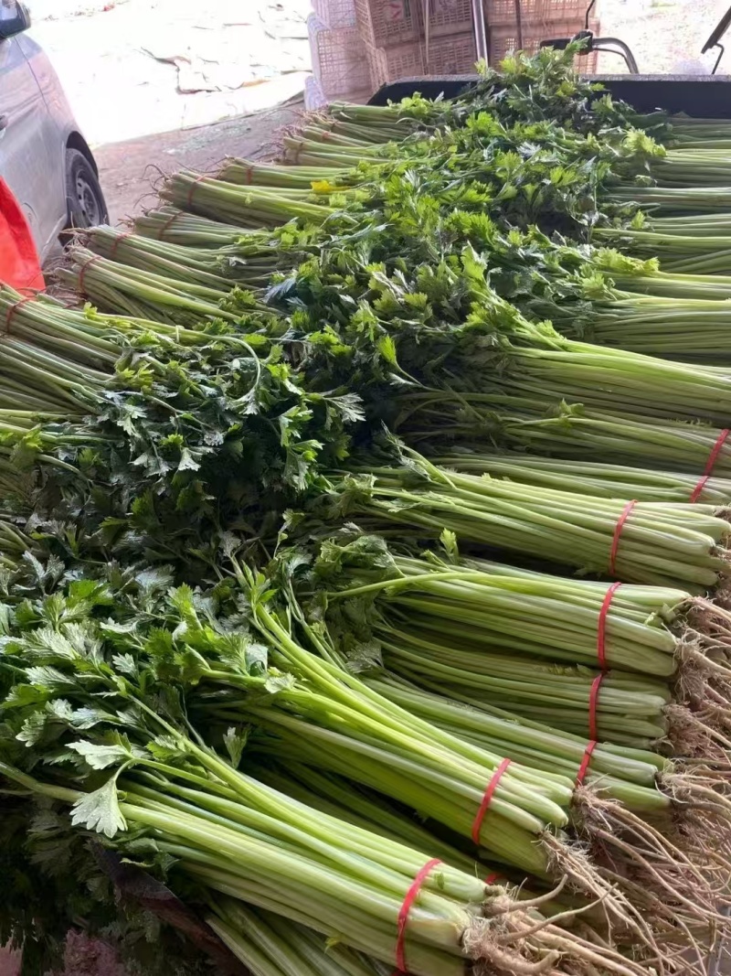 香芹【优质芹菜规格齐全】支持视频看货，可发往全国市场！