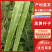 安徽本地精品莴苣/莴笋杆子/量大价优/产地直发/欢迎咨询