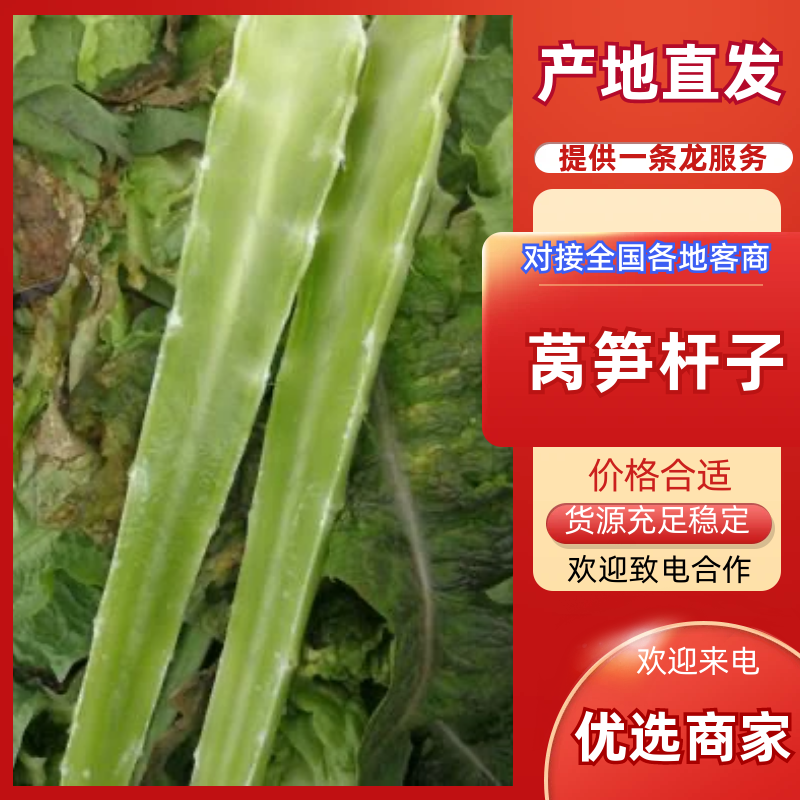 安徽本地精品莴苣/莴笋杆子/量大价优/产地直发/欢迎咨询