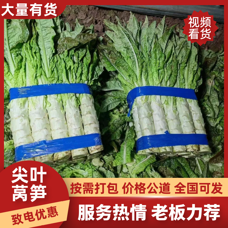 【实力推荐】红叶莴笋产地直发无空心无花头可视频看货