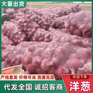 河南红皮洋葱对接全国量大从优新鲜上市价格美丽对接全国