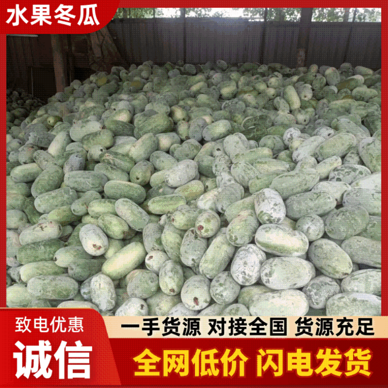 河南水果冬瓜对接全国量大从优价格美丽全面发货欢迎询价