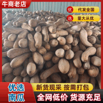 （热卖）河南蜜本南瓜软糯香甜价格美丽对接全国量大从优