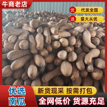 河南新鲜上市蜜本南瓜软糯香甜价格美丽对接全国欢迎采购