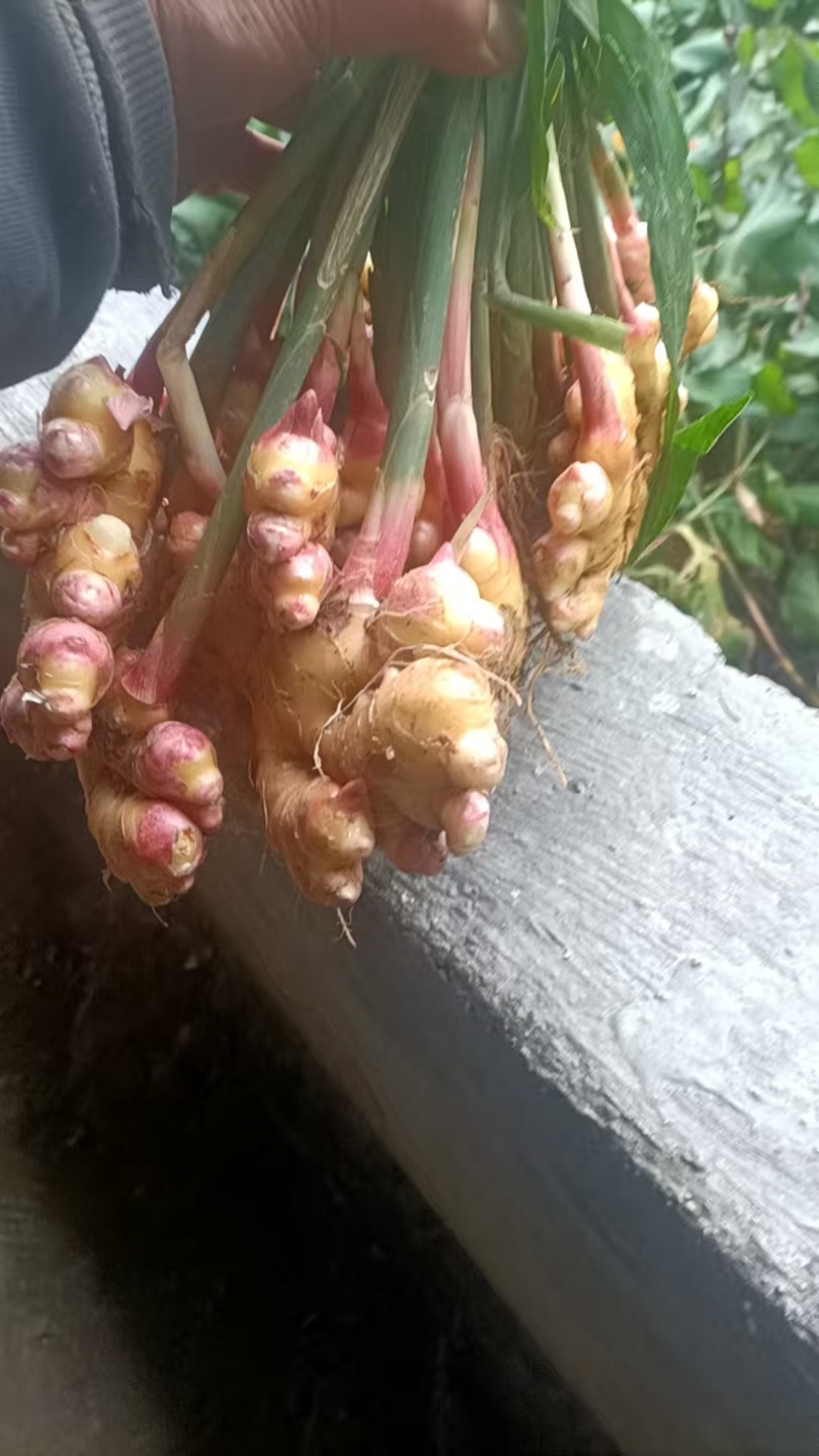 云南精品生姜/量大价优/可视频看货/欢迎下单