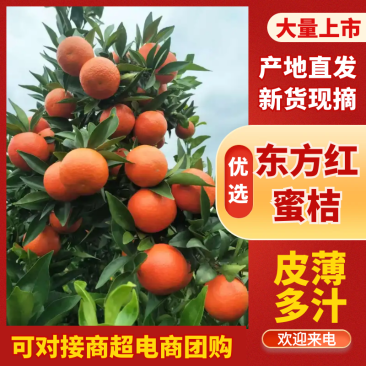精品东方红蜜橘，产地直发，保质保量，诚信经营，欢迎来电