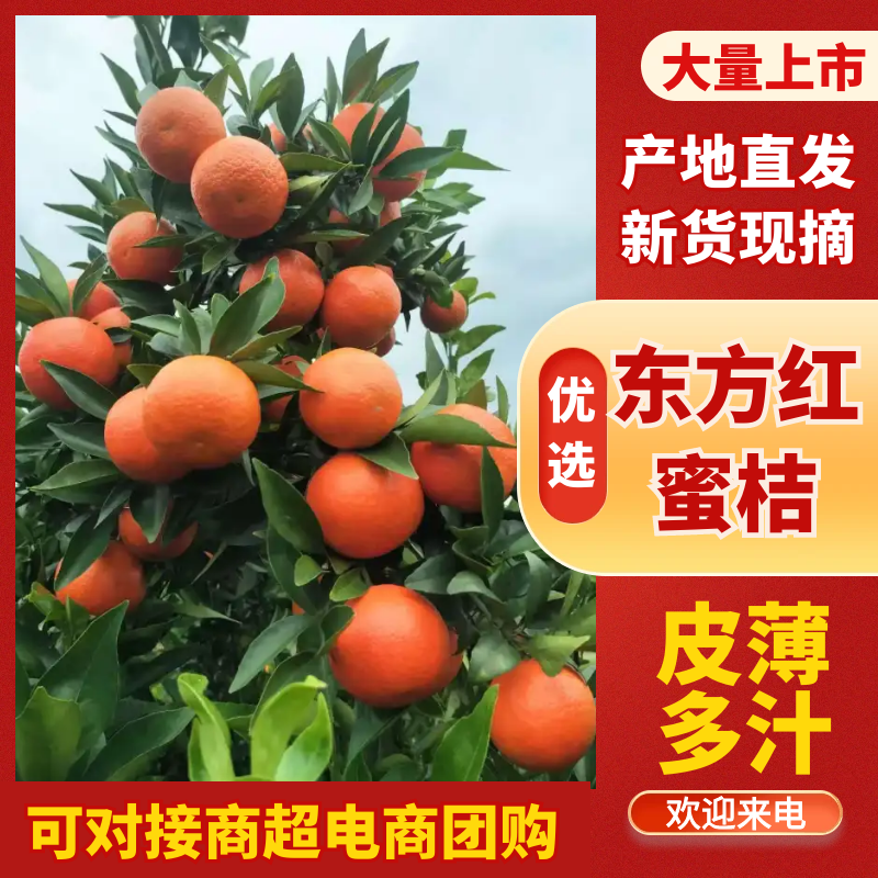 精品东方红蜜橘，产地直发，保质保量，诚信经营，欢迎来电