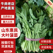 30/40公分左右的大叶菠菜大量有货，诚信经营，量大从优
