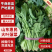30/40公分左右的大叶菠菜大量有货，诚信经营，量大从优