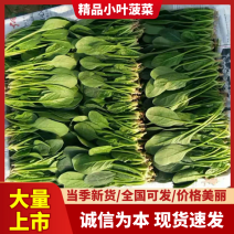 【荐】山东惠民优质大棚菠菜基地！可视频看货对接商