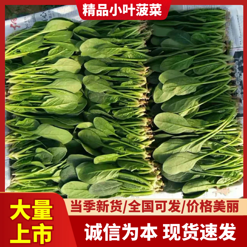 【荐】山东惠民优质大棚菠菜基地！可视频看货对接商