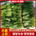 山东惠民大棚优质菠菜继续发货中！保质保量，全国供货