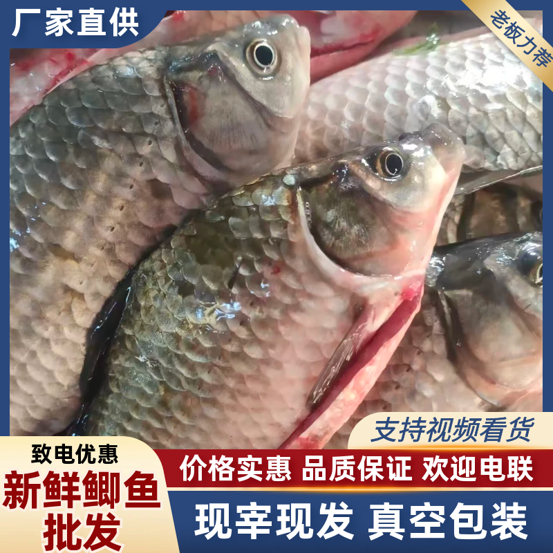新鲜鲫鱼批发现宰现发真空包装可按需配货欢迎来电咨询