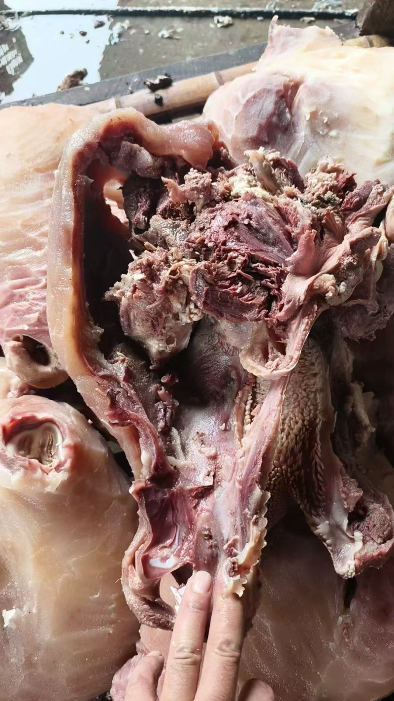 山东牛头肉/精选牛头肉/阳信牛头肉/量大从优诚信经营