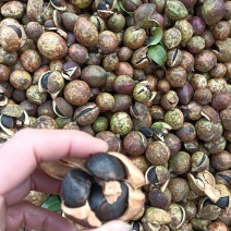 湖南优质山茶籽，新鲜采摘，天然健康，营养丰富，放心选购！