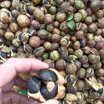 湖南优质山茶籽，新鲜采摘，天然健康，营养丰富，放心选购！
