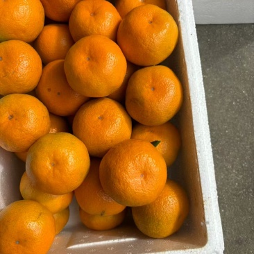 湖南精选蜜橘原产地直供质量保证一手货源对接商超市场