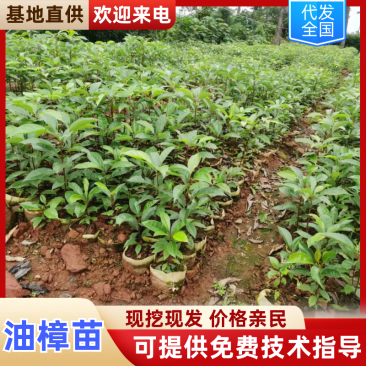 【基地直供】四川油樟苗规格齐全量大价优欢迎来电咨询