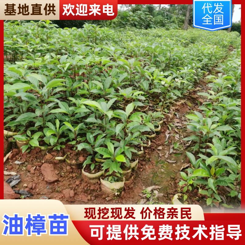 【基地直供】四川油樟苗规格齐全量大价优欢迎来电咨询