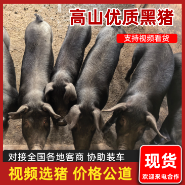 优品黑猪种猪