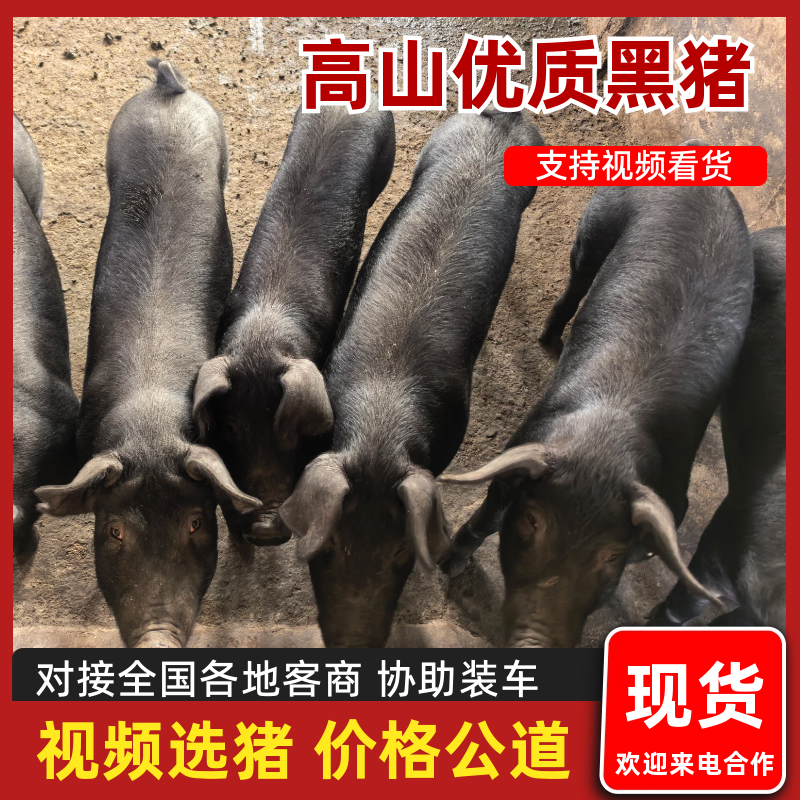 优品黑猪种猪